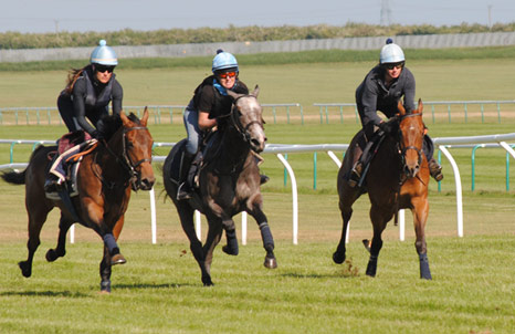 Horses in training